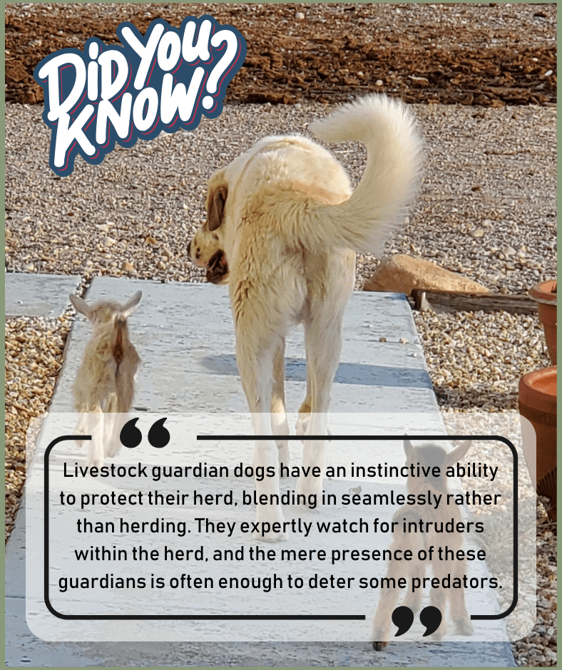 Fun Fact: Livestock guardian dogs have an instinctive ability to protect their herd, blending in seamlessly rather than herding. They expertly watch for intruders within the herd, and the mere presence of these guardians is often enough to deter some predators.